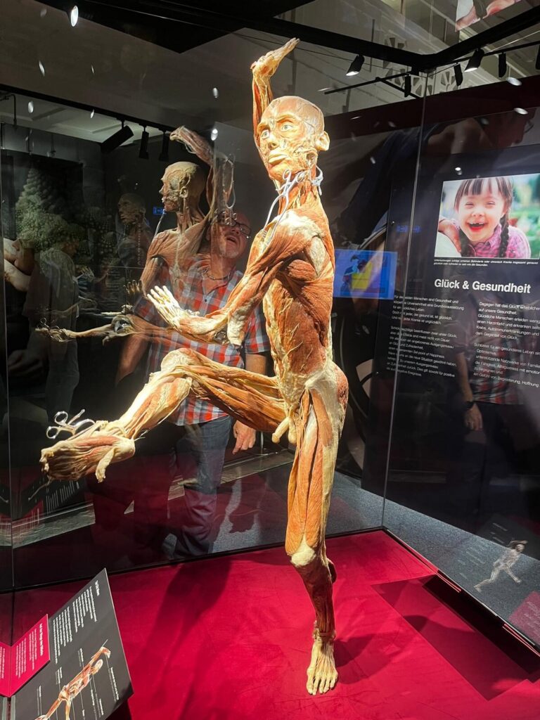 Besucher betrachten plastinierte anatomische Präparate in der Körperwelten-Ausstellung
