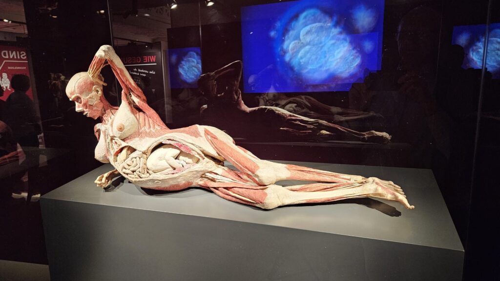 Anatomisches Präparat in liegender Position in einer Ausstellung